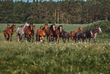 Equestrian Mix - Pasture Grass Mixture