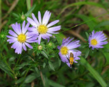 Liano Estacado Wildflower Seed Mixture, purple wildflowers