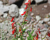 Liano Estacado Wildflower Seed Mixture, red wildflowers