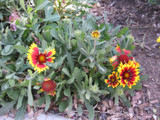 firewheel wildflower