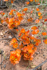 desert globemallow