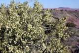 cliffrose