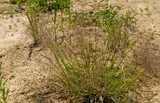 bend sand lovegrass