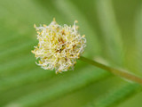 illinois bundleflower