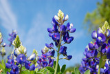 Texas Bluebonnet