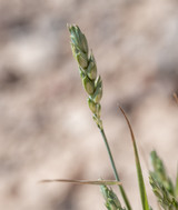 bighorn beardless wheat bighorn beardless wheat