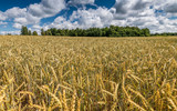 bighorn beardless wheat bighorn beardless wheat
