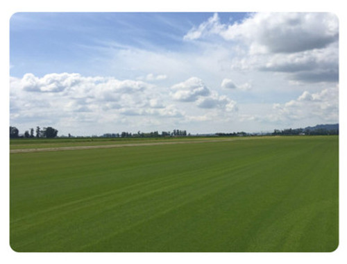 Bentgrass, Pennlinks