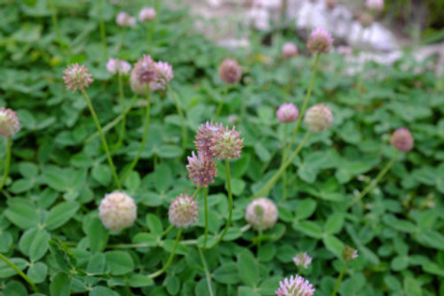 Strawberry Clover