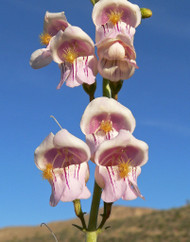 Palmer Penstemon