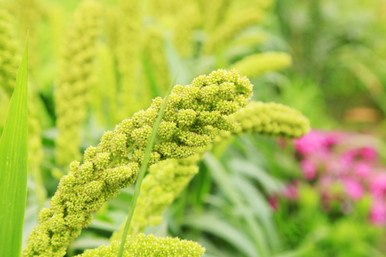 German R Strain Millet