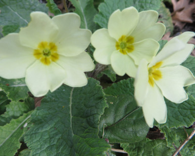 Liano Estacado Wildflower Seed Mixture, white wildflowers
