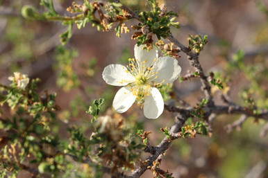 Antelope Bitterbrush