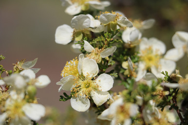 Antelope Bitterbrush