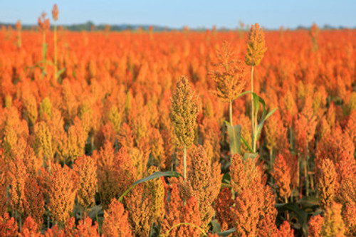 Early Sumac (Red Top Cane) Sorghum