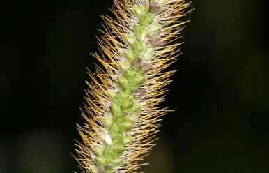 Plains Bristlegrass
