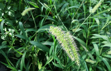 Plains Bristlegrass
