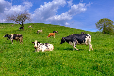 Herdmaster Mix- Pasture Grass Mixture
