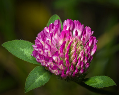 red clover