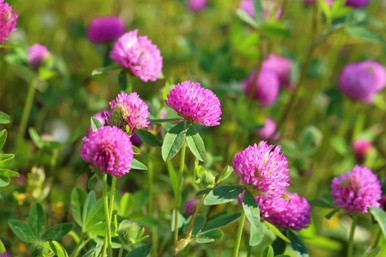 red clover