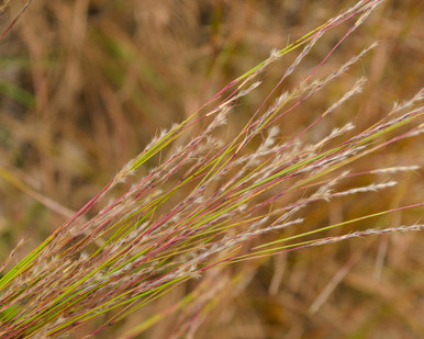 Sand Bluestem