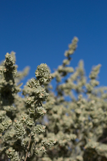 four wing saltbush