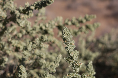 four wing saltbush