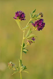 alfalfa ladak pruple flower