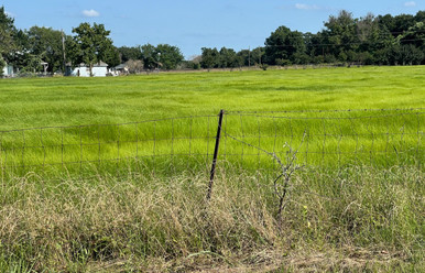 Moxie Teff Grass