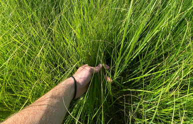 Moxie Teff Grass