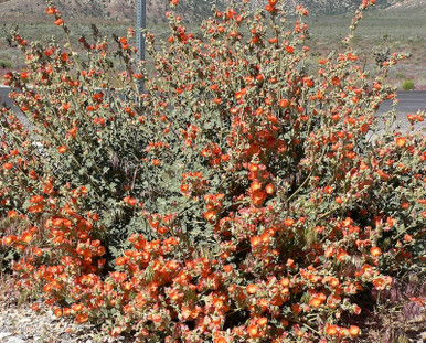 desert globemallow