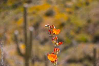 desert globemallow