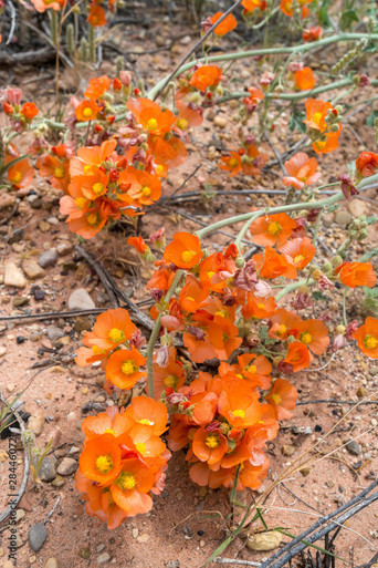 desert globemallow
