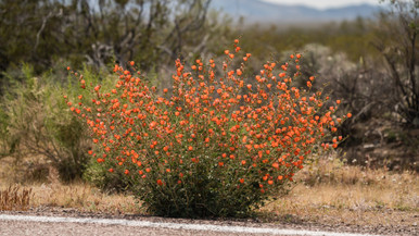 desert globemallow