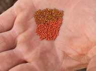fixation balansa clover