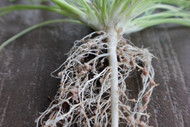 fixation balansa clover