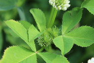 fixation balansa clover