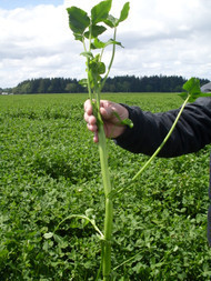 fixation balansa clover
