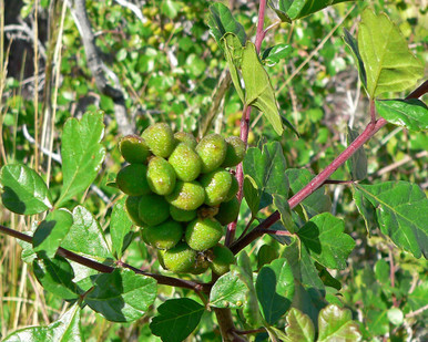 3 leaf sumac young berries