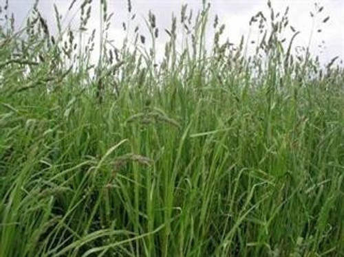 Orchard grass