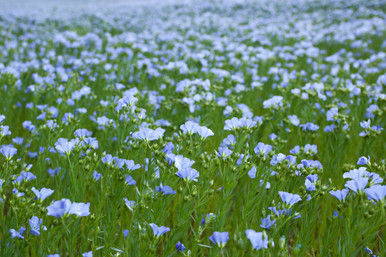 blue flax