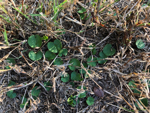 Fall Deer Food Plot Mix