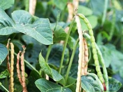 Iron Clay Cowpea