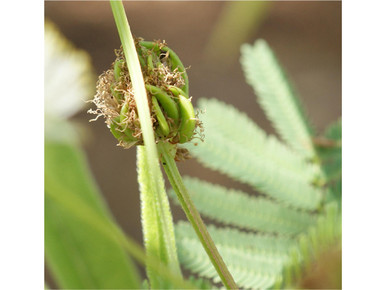 illinois bundleflower