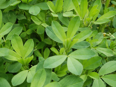 frosty berseem clover