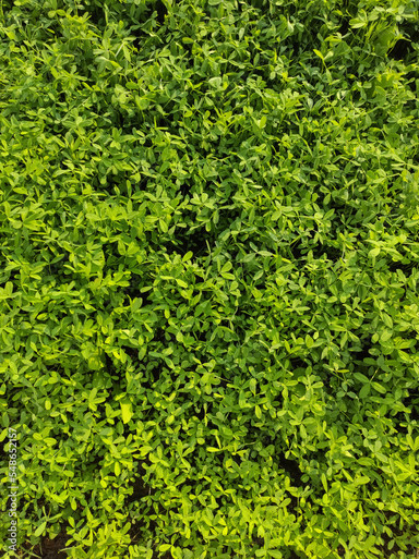 frosty berseem clover