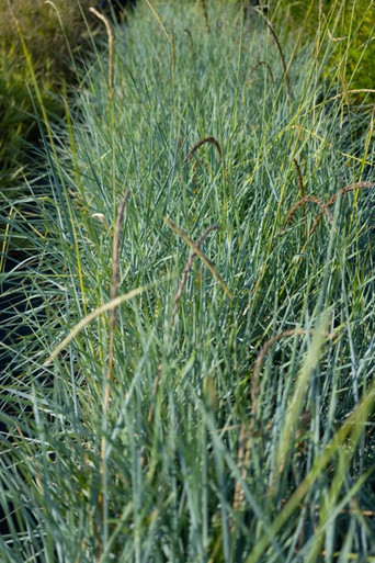 Little Bluestem, Aldous