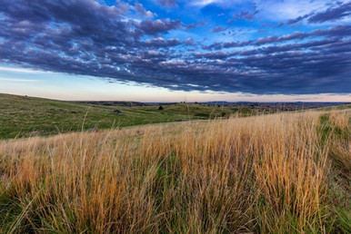 Little Bluestem, Aldous