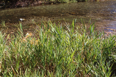 Streambank Wheatgrass