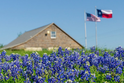 Texas Bluebonnet